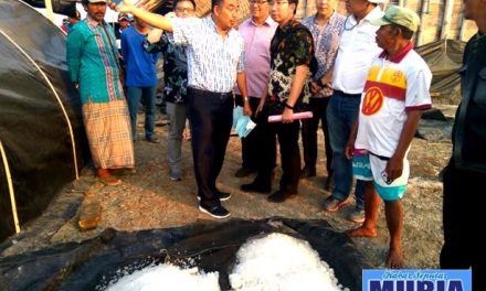 Panen Perdana Garam Industri di Lahan Tambak Garam Kedungmutih Demak