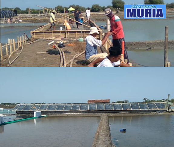 Musim Hujan Tiba , Petambak Garam Kedungmutih Demak  Membuat Rumah Garam Industri