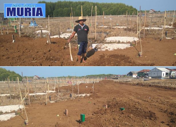 Makam Desa Kedungmalang Jepara di Urug Karena Terendam Rob