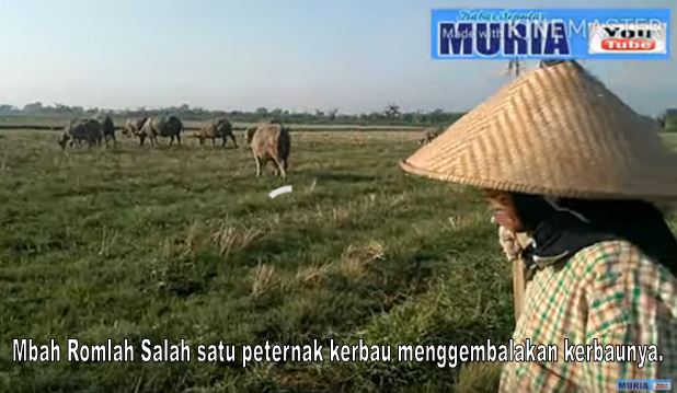 Beternak Kerbau Masih Prospektif , Hasilnya Bisa Untuk Hidupi Keluarga