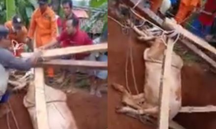 Sapi Warga Dongos Terperosok Ke dalam Sumur , 3 Jam berhasil di selamatkan.