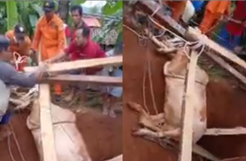 Sapi Warga Dongos Terperosok Ke dalam Sumur , 3 Jam berhasil di selamatkan.