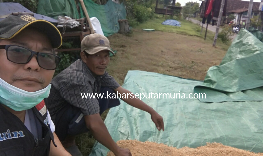 Musabihin Warga Tedunan Demak Bertani Menjaga Warisan Leluhur