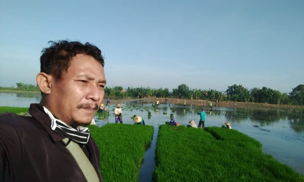 Menanam Padi Cara Borongan dan Hasil Panennya juga Lumayan