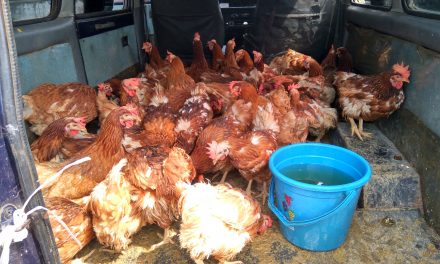 Gara Gara Corona Pak Shomad Dulu Jualan Buah kini Jualan Ayam