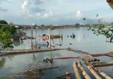 Rob Tinggi Ratusan Hektar Tambak Di Wedung Tergenang