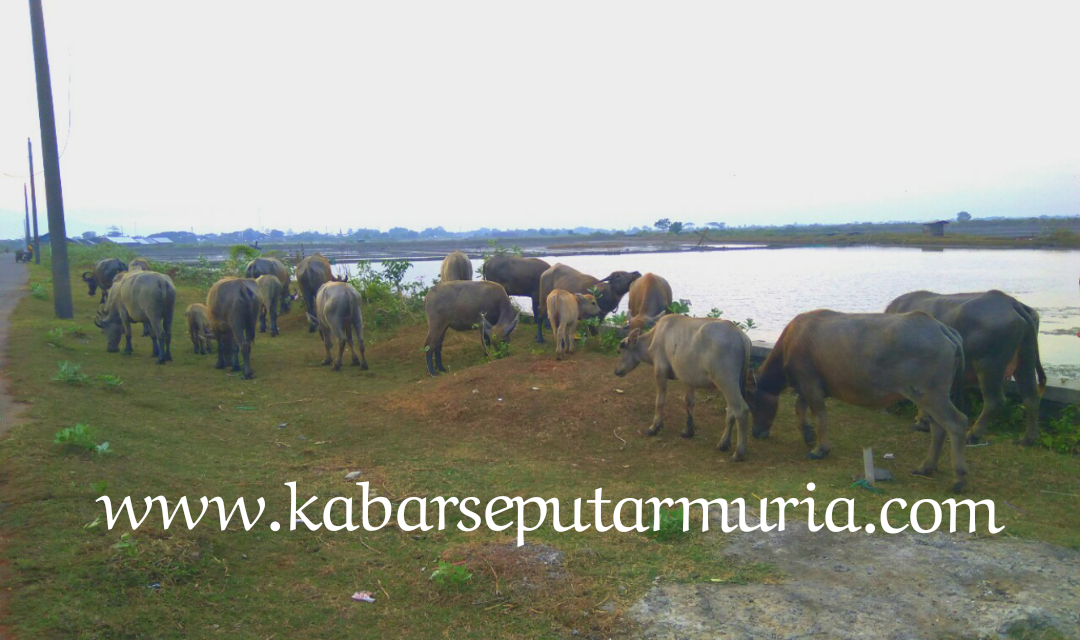 Jelang Idul Adha Peternak Kerbau Kedungkarang Demak ,Siap Pasok Hewan Qurban