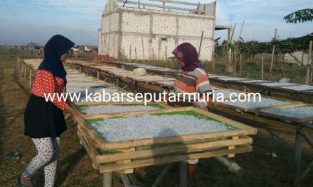 Usaha Teri Nasi Di Panggung Jepara ,Prospektif Pengusaha Butuh Cold Storage