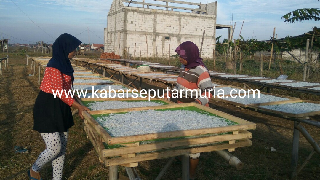 Usaha Teri Nasi Di Panggung Jepara ,Prospektif Pengusaha Butuh Cold Storage