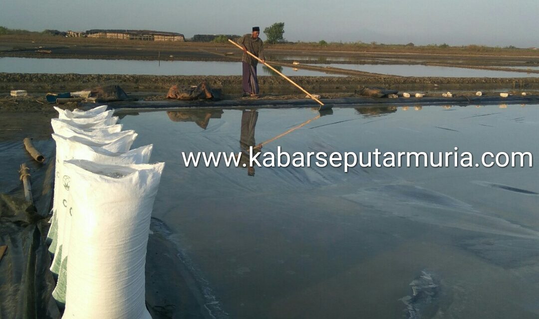 Petambak Garam Demak Mulai Garap Lahan  , Harga Murah Sudah Biasa