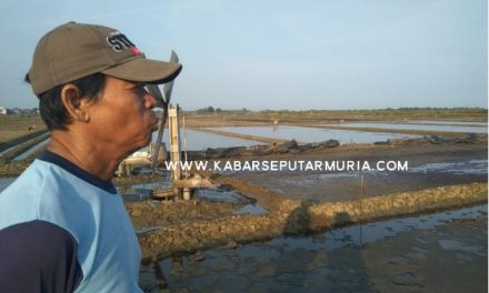 Meski Harga Rendah ,Petambak Garam Jepara Mulai Garap Lahan