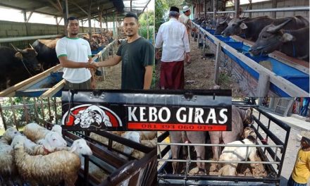 Di Masa Pandemi Covid 19,  Penjualan Kerbau di “Kebo Giras” Demak , Hanya  Turun 20 Persen