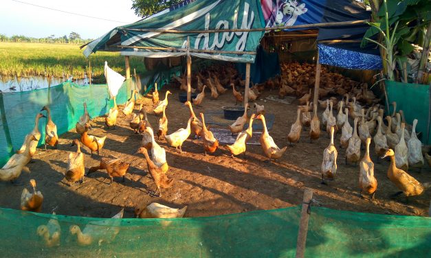 Mbah Hasyim 40 Tahun Ternak Itik Petelur , Butuh Kandang Semi Permanen