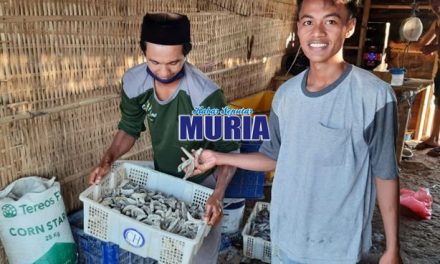 Teripang Dulu Tak Laku , Kini Di Buru Nelayan