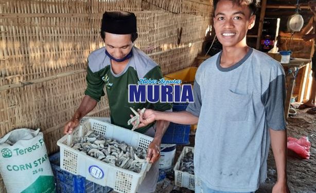 Teripang Dulu Tak Laku , Kini Di Buru Nelayan