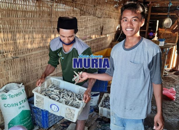 Teripang Dulu Tak Laku , Kini Di Buru Nelayan