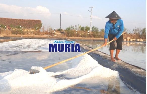 Petambak Garam Jepara  Ini Menyebut Harga Garam Tahun Ini “Mlempem”