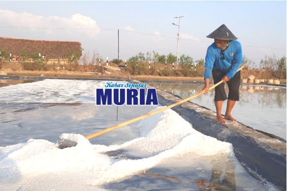 Petambak Garam Jepara  Ini Menyebut Harga Garam Tahun Ini “Mlempem”