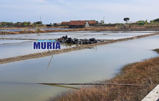 Hujan Tiga Hari Berturut turut , Lahan  Garam Demak Porak Poranda