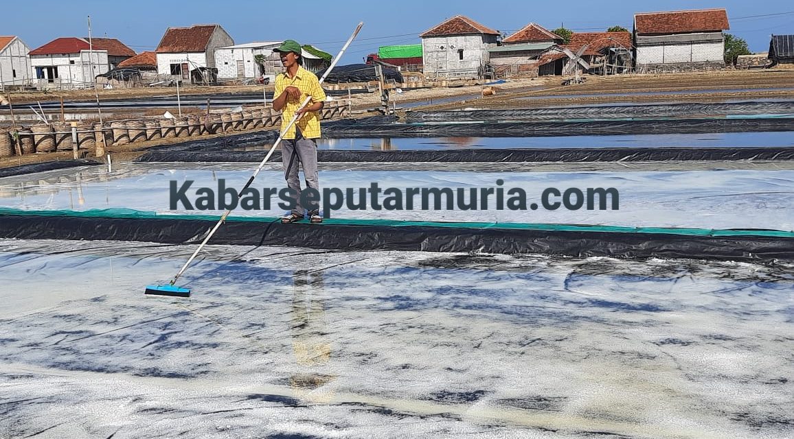 Usai Hujan Pak Sugiman Masih Panen Garam Karena Memakai Geoisolator