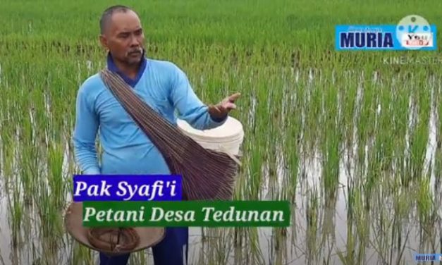 Pupuk Subsidi Baru Cair Bulan Januari , Pak Syafii Terpaksa Beli Pupuk Non Subsidi Meski Harganya Lipat Tiga Kali