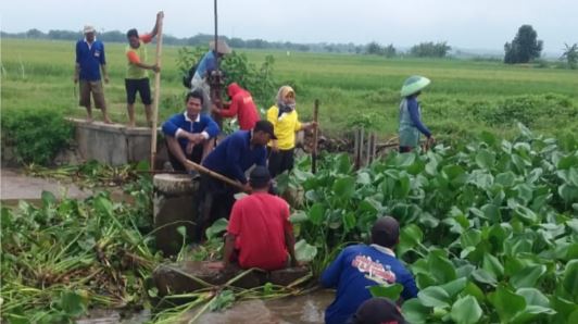 Enceng Gondok Sumbat Aliran Sungai  Kenceng di Karangaji Jepara Dibersihkan