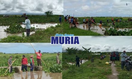 Pemdes Tedunan dan Karangaji  Jepara Gotong Royong Bersihkan Kali Kenceng dari “Enceng Gondok “