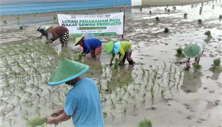 Ikhtiar ACT Percepat Kedaulatan Pangan dengan Wakaf Sawah Produktif di Blora