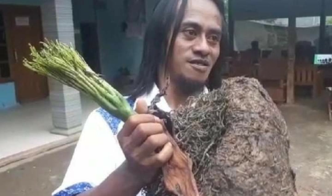 Mengenal Porang Dulu Dibuang Kini Disayang , Makanan Pengganti Nasi Tinggi Gizi