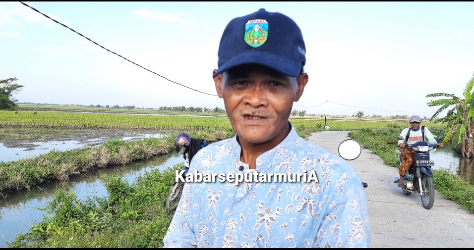 Haji Jalal Puluhan Tahun Jadi Penebas dan Penggarap  Sawah , Tahun ini Garap 20 Bau