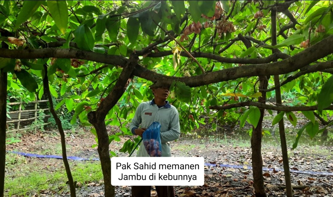 Pak Sahid 18 Tahun Berkebun Jambu Air  , Per Pohon Pertahun Hasilkan Rp 1 Juta Rupiah