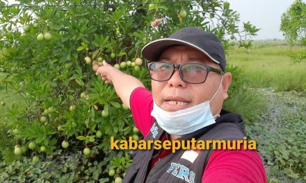 Buah Bintaro Tumbuh Subur Di desa Kalianyar Jepara , Meski Beracun Tapi Bermanfaat