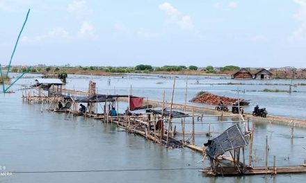 Rob Tinggi Perlambat Panen Garam Di Demak , Tanggul Jebol Harus Diperbaiki