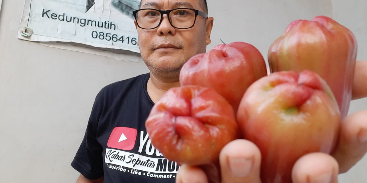 Jambu Citra dan Delima Tumbuh Bagus di Desa Pesisir Demak