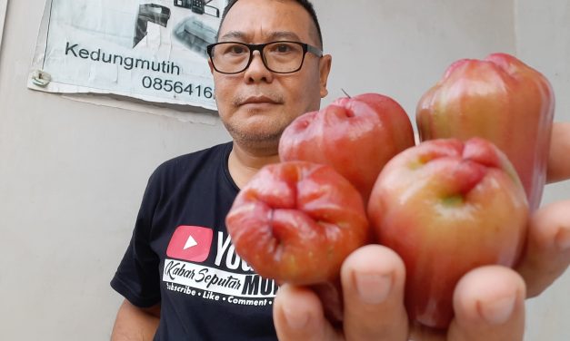 Jambu Citra dan Delima Tumbuh Bagus di Desa Pesisir Demak