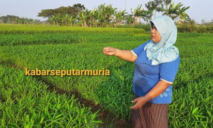 Pak Markani Kaliombo Jepara , Spesialis Sewa Lahan Sawah Untuk Tanam Sayuran