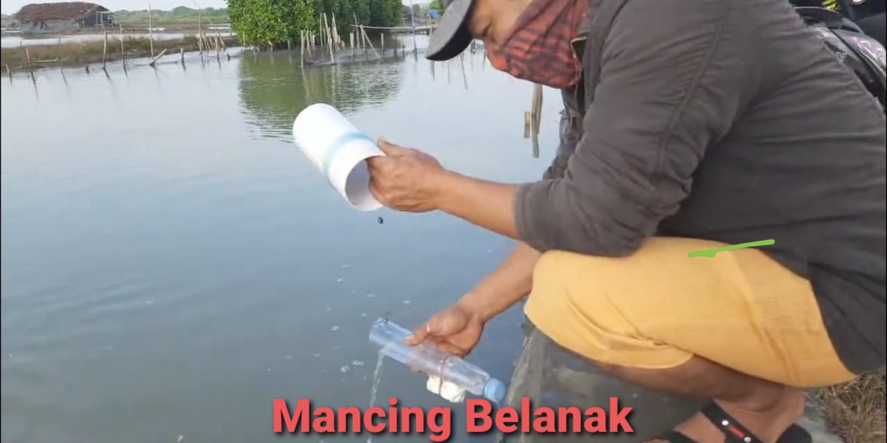 Unik Mancing Belanak Di Sungai , Umpannya Tepung Terigu dan Marimas