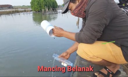 Unik Mancing Belanak Di Sungai , Umpannya Tepung Terigu dan Marimas