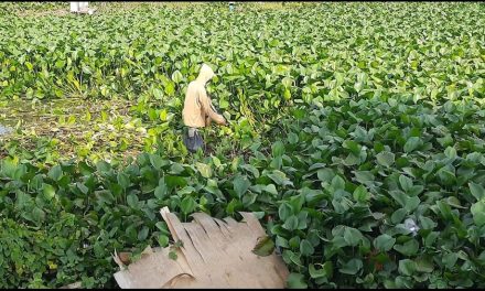 Enceng Gondok Gulma di Air , Rejeki Bagi Warga Desa Weding Demak