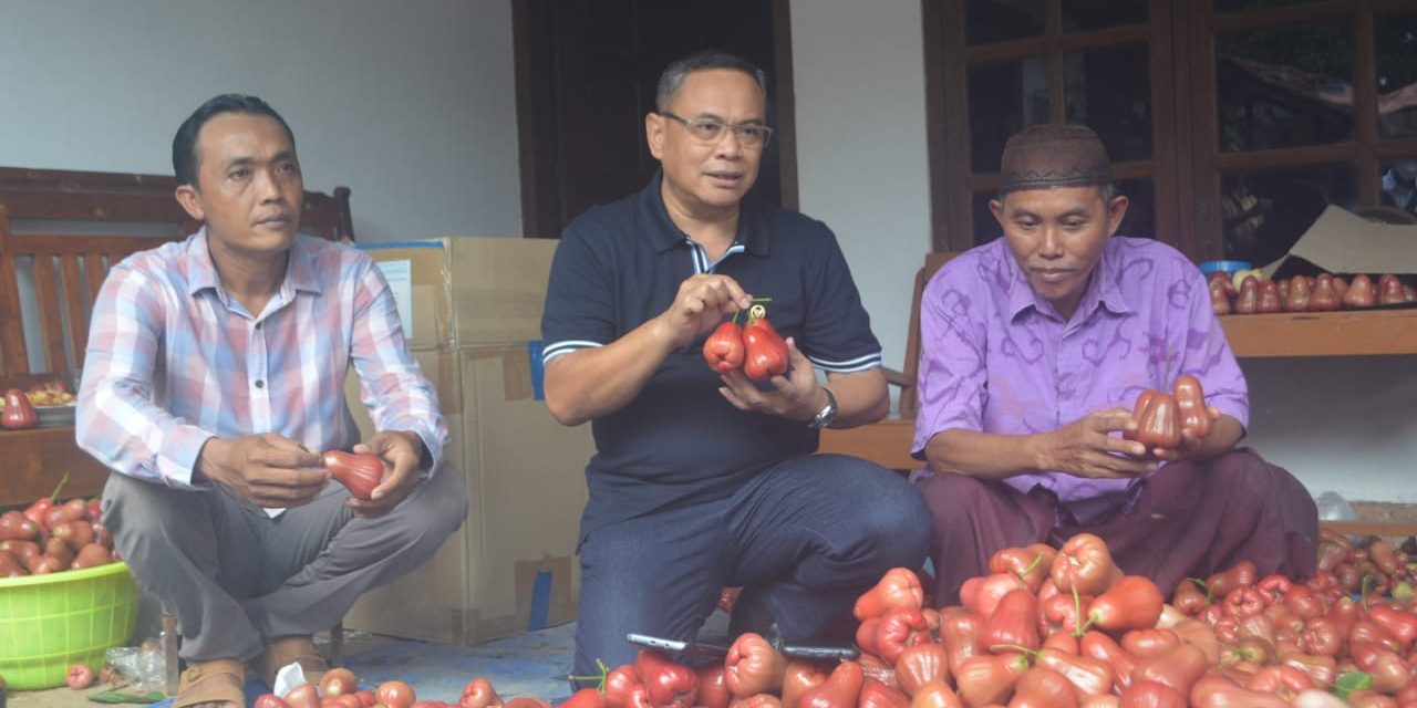 Jambu Citra Buah Unggulan  dari  Pati Layak Di Kembangkan