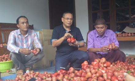 Jambu Citra Buah Unggulan  dari  Pati Layak Di Kembangkan