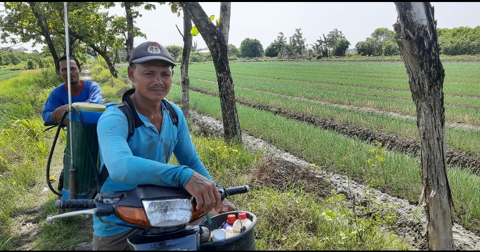 Petani Bawang Merah Pasir Demak ,Harga Panen Bawang Merah Rp 15 ribu /kg Petani Tak Rugi