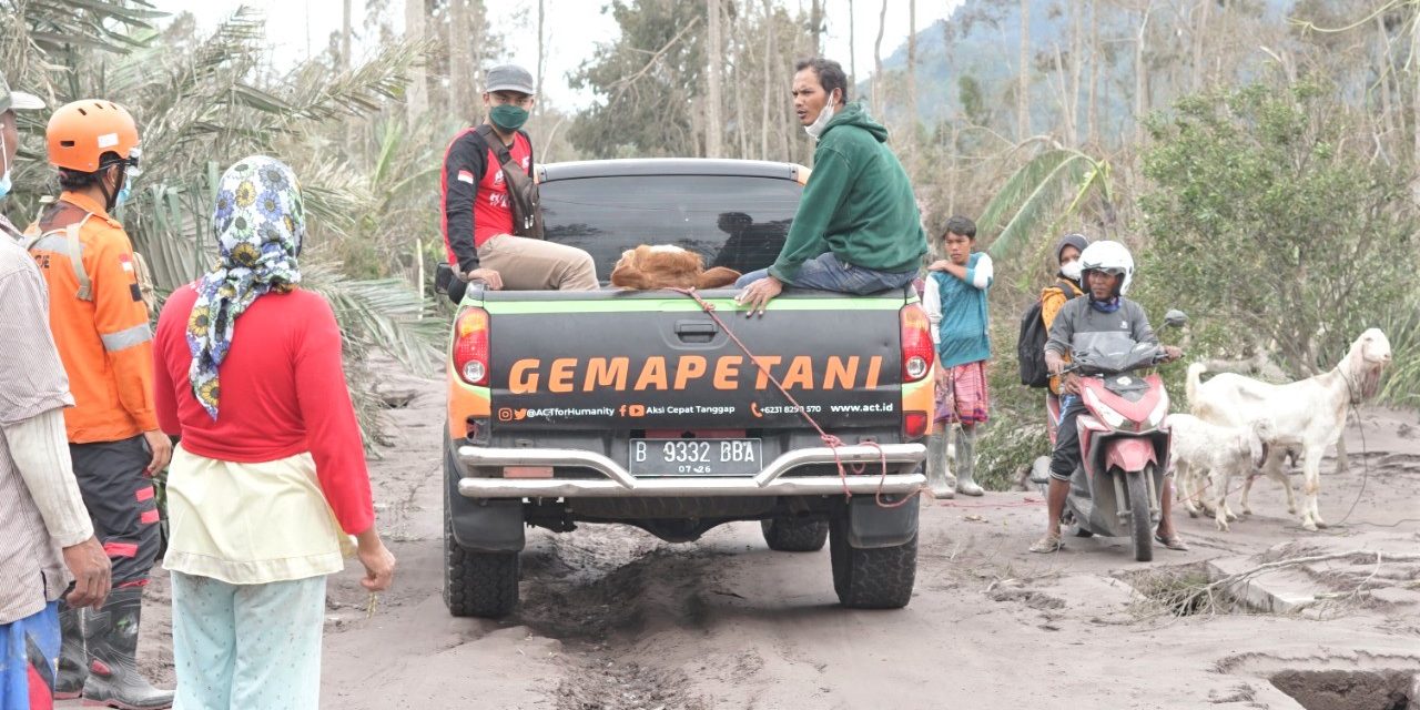 Tim ACT Jateng Bantu Evakuasi Puluhan Sapi Warga Terdampak Erupsi Semeru