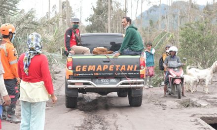 Tim ACT Jateng Bantu Evakuasi Puluhan Sapi Warga Terdampak Erupsi Semeru