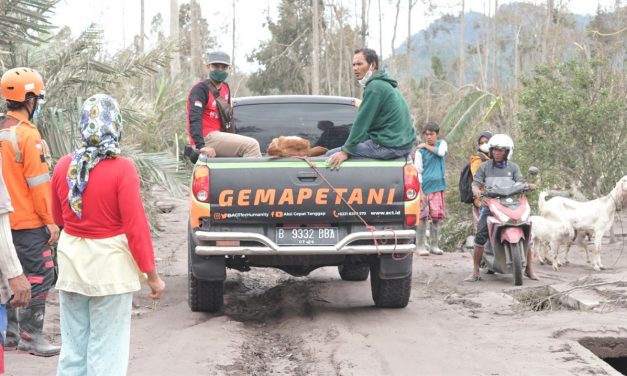 Tim ACT Jateng Bantu Evakuasi Puluhan Sapi Warga Terdampak Erupsi Semeru