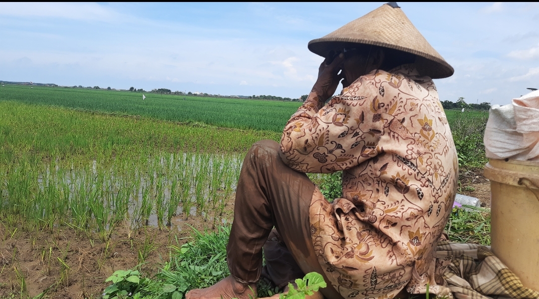 Tak Punya Kartu Tani Petani Ini Harus Beli Pupuk Subsidi