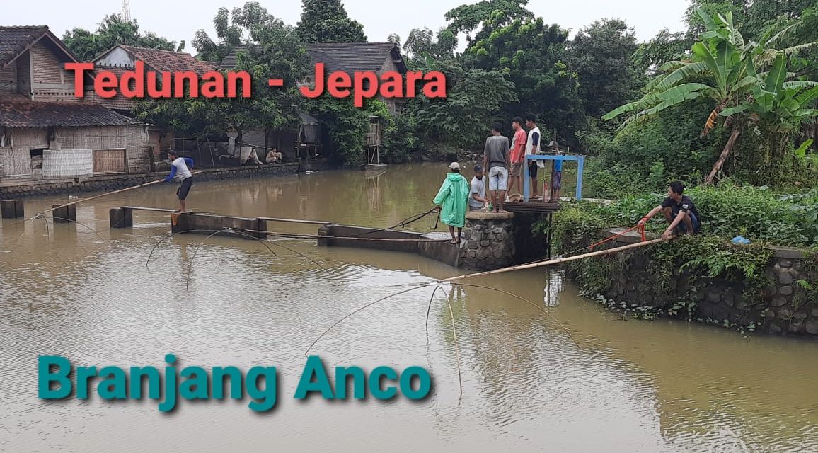 Sungai Banjir Rejeki Bagi Pemburu  Ikan , Ikan Nilapun Masuk Baranjang Anco