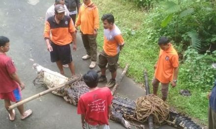 Buaya Lepas Dari Kandang, Gegerkan Warga Plajan