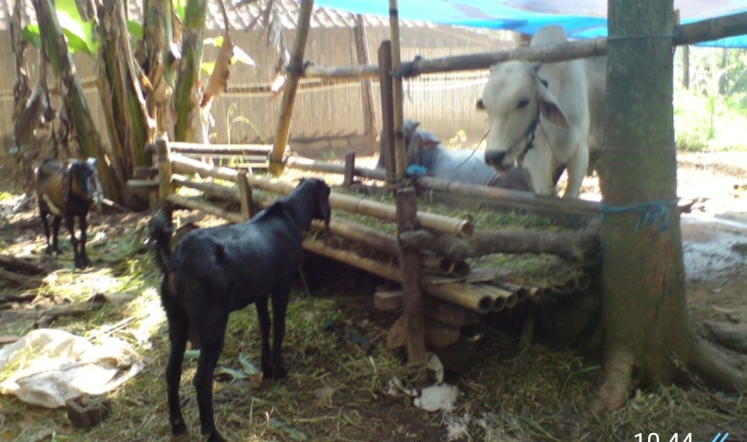 Peternak Mulai PaJang Dagangan , Kerbau dan Sapi Qurban Mulai Rp 20  Jutaan