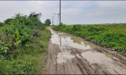 Jalan Darat Menuju ke Dukuh Gojoyo Wedung Demak  , Masih Rusak Parah Butuh Perhatian !!!!